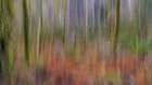 USA, Washington State, Seabeck. Forest abstract. Art Print